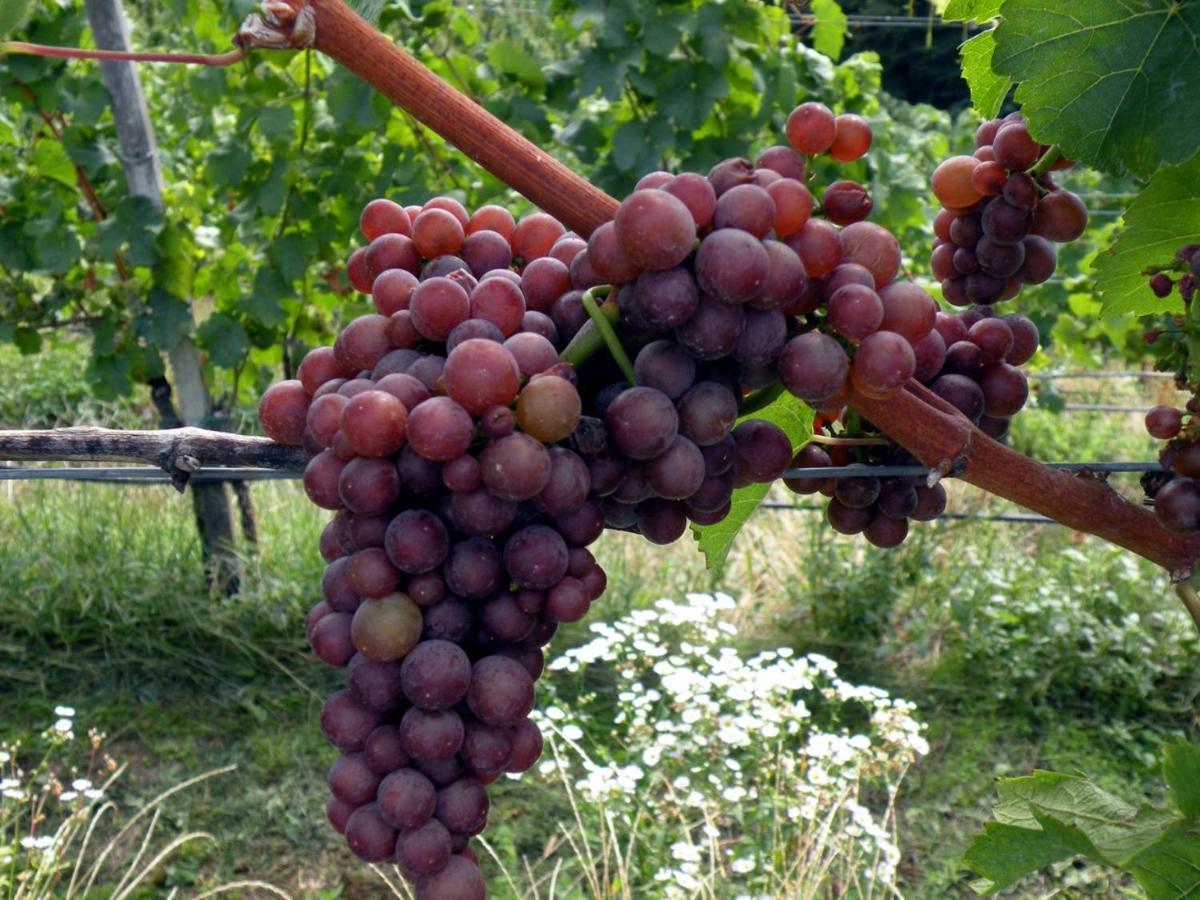 Weingut Albert, Familie Cramer Bed and Breakfast Kitzeck im Sausal Eksteriør billede